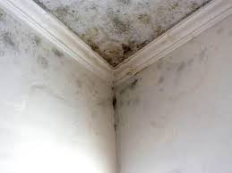 Best Residential Mold Inspection & Testing  in Bithlo, FL